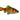 Odessa Red Striped Barb, Pet City