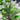 Parviflorus Tropica Sword Plant top view with baby shoot, Pet City