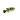 Dwarf Pea Puffer, Pea Puffers, Pet City