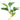 Pet City Anubias Plant website collection image