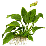 Live Plants