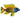 Pet City website Live African Cichlid for sale collection image