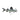 Pictus Catfish, Pet City