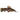 Port Hoplo Catfish, Catfish, Pet City