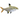 Pristella X Ray Tetra, Pet City
