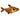 Red Phantom Tetra, Pet City, Pet City Hastings