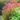 Red Pinetree (Rotala Wallichii) red colour plants in a fish tank, Pet City, 