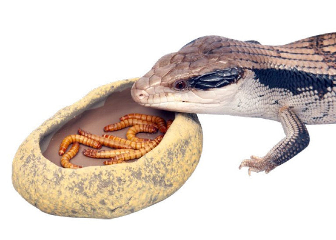 Reptile One Mealworm Feeding Dish - Lizard Live Worm Feeding Dish – Pet ...