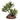 Reptile One Mini Senecio Green With Ceramic Base, Pet City
