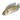Shell Dwelling Cichlids, Cichlids, Shell Dwelling, Tropical Fish, Pet City 