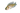 Shell Dwelling Cichlids, Cichlids, Shell Dwelling, Tropical Fish, Pet City 