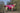 Huskimo Dog Coat Sherpa Raspberry, Pet City, Purple Huskimo dog coat on a french bulldog