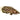 Spotted Climbing Gourami Leopard Ctenopoma. Pet City, Pet City