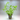 Stargrass (Heteranthera Zosterfolia) Aquatic Plant, Stagrass fish tanks, Fish tank plants, Pet City