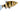 Black Ruby Barb baby fish, Pet City