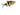 Black Ruby Barb baby fish, Pet City