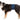 Trixie Belly Band For Male Dogs, Male dogs, Belly band for male dogs, Pet City