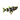 False Upside Down Zebra Catfish, Pet City