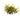 Water Rose Alternanthera Live Aquatic Plant, Pet City