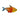 Gold Flame Tetra on white background