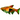 Harlequin Rasbora, tetra, live fish, tropical fish, pet city