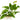Tropical Anubias Nana, Anubias Aquarium Plants, Pet City