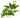 Tropical Anubias Nana, Anubias Aquarium Plants, Pet City