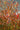 Ludwigia Arcuata Aquatic Plant submersed, arcuata ludwigia grown under water, Pet City