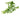 Baby Tears Aquatic Plant, Live Aquarium Plants, Pet City