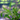 Blue Hygrophila Live Aquatic Plant in a fish tank, Pet City