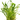 Brasiliensis Chain Sword Live Aquatic Plant