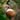Topflite Wild Bird Energy Coconut Feeder hanging from a tree, wild bird natural feeder