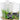 Aqua One Betta Sanctuary Glass Tank 10L White, Auqa One Betta Fighting fish tank, pet essentials warehouse napier