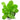 Water Rose Samolus Live Aquatic Plant
