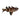 Upside Down Catfish